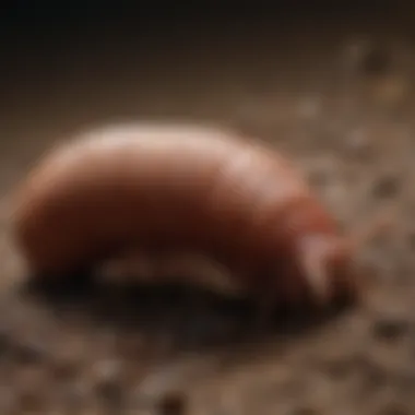 Magnificent Understanding Worms in Human Poop: What Do They Look Like?