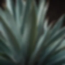 Agave Plant Leaves Close-up