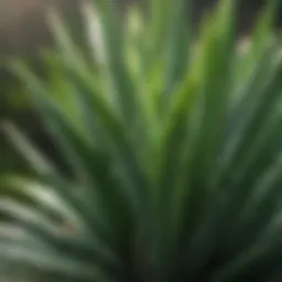 Fresh aloe vera leaves showcasing their vibrant green color