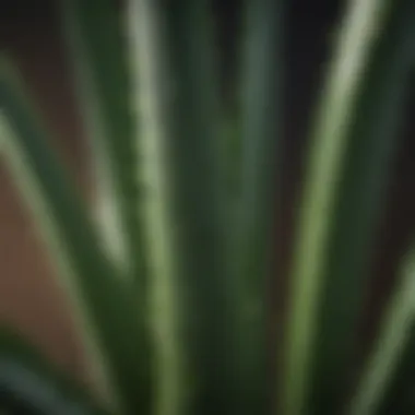 Close-Up of Fresh Aloe Vera Leaf Aloe Vera Leaf Close-Up