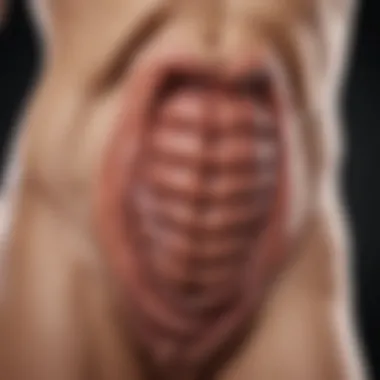 Understanding Digestive System Functions Gastrointestinal Tract Anatomy