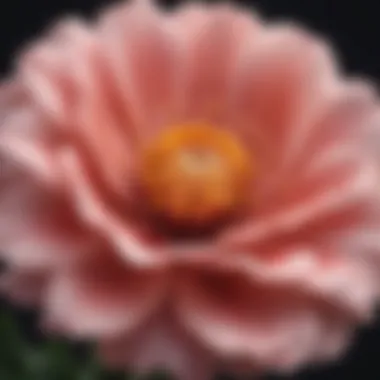 Floral Commencement Illustration of a blooming flower symbolizing the start of a new menstrual cycle