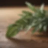 A close-up view of a traditional sage stick with delicate leaves