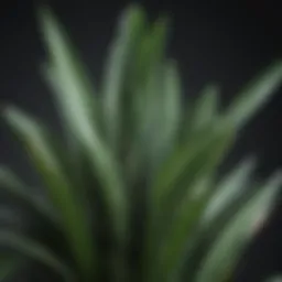 Vibrant snake plant showcasing its striking foliage