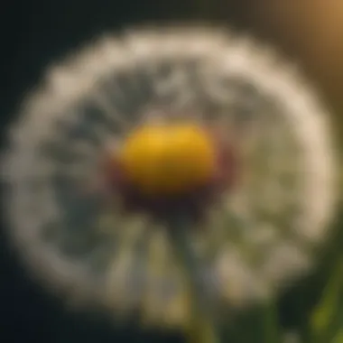 Dandelion Flower Close-Up