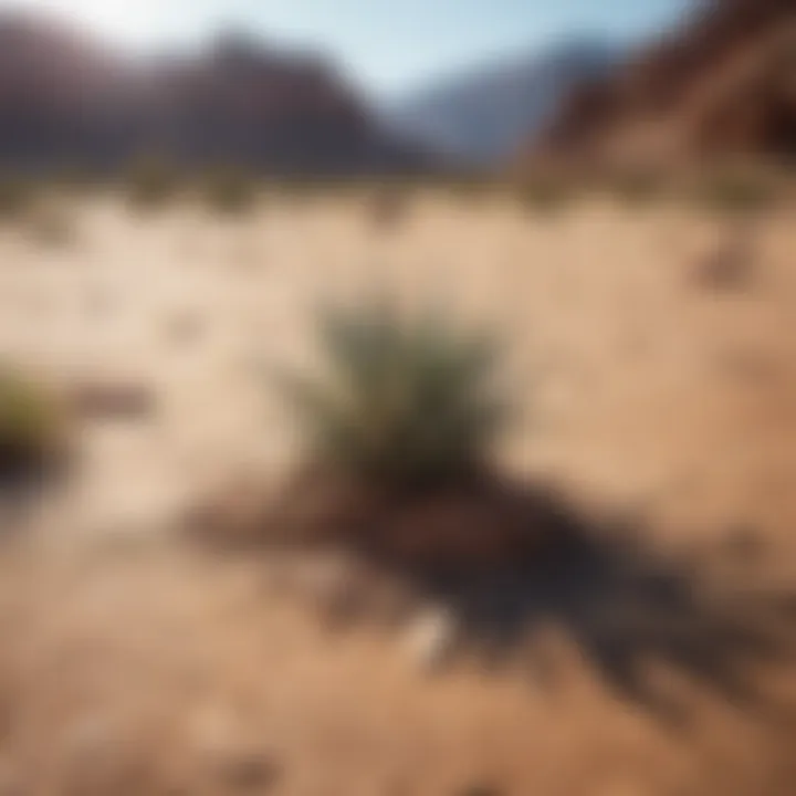 Desert plant with dry cracked soil