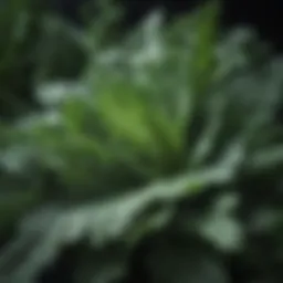 Green leafy vegetables for digestive health