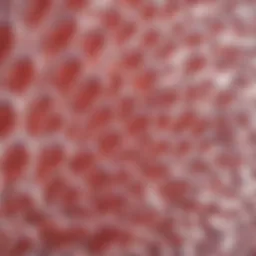 Collagen structure illustration