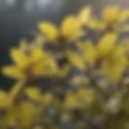 A close-up view of witch hazel plant leaves showcasing its natural essence
