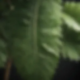 Close-up of a unique crinkly leaf plant showcasing its intricate texture