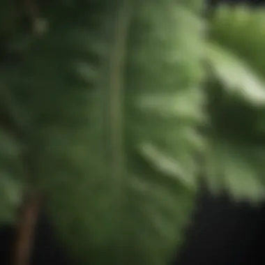 Close-up of a unique crinkly leaf plant showcasing its intricate texture
