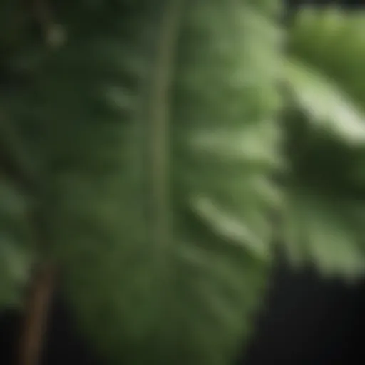 Close-up of a unique crinkly leaf plant showcasing its intricate texture
