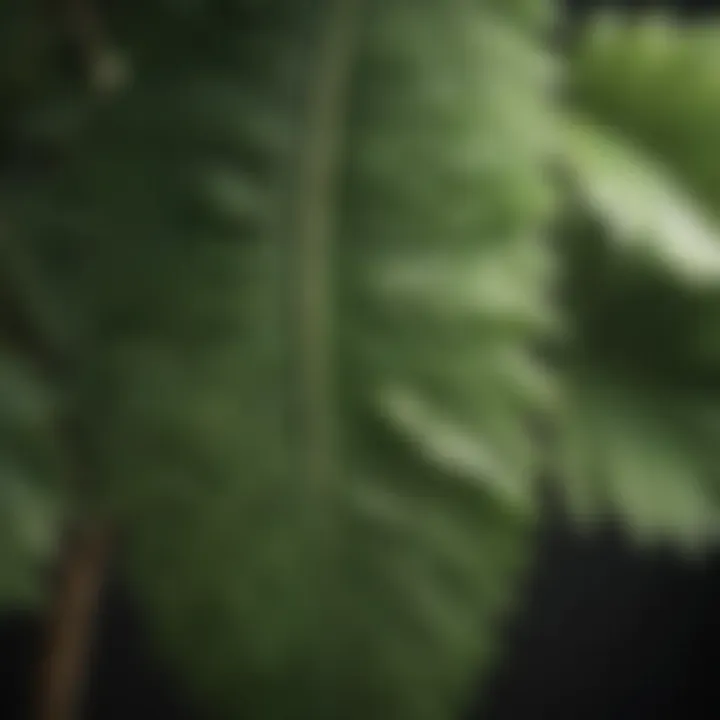 Close-up of a unique crinkly leaf plant showcasing its intricate texture