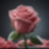 Close-up of a rose toy showcasing its elegant design and texture