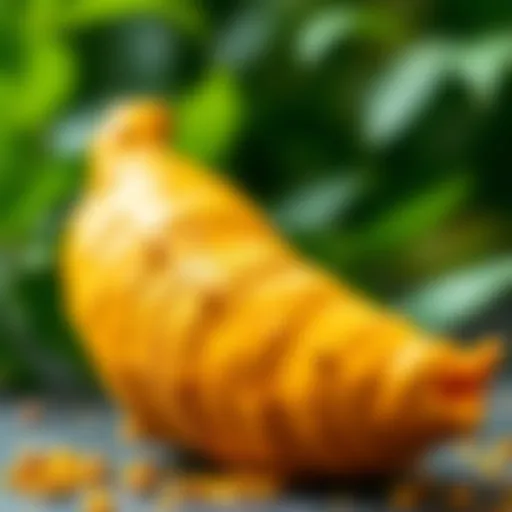 The Power of Turmeric for Arthritis Relief Turmeric root showcasing its vibrant color and health benefits