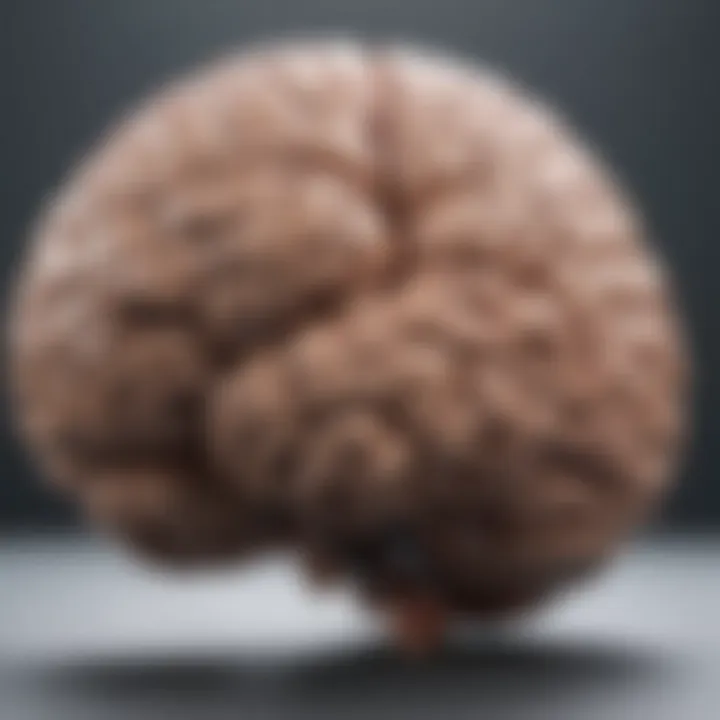 A brain illustration highlighting areas affected by focus-enhancing supplements