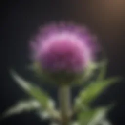 Illustration of milk thistle plant highlighting its key components