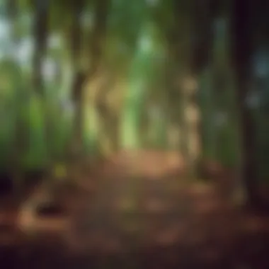 Journey Towards Companionship A path through a forest symbolizing the journey towards companionship