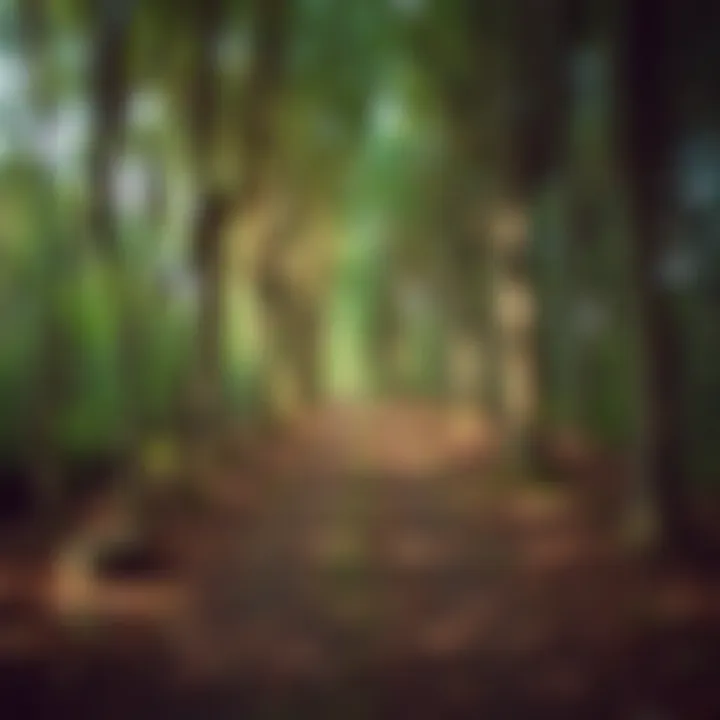 Journey Towards Companionship A path through a forest symbolizing the journey towards companionship