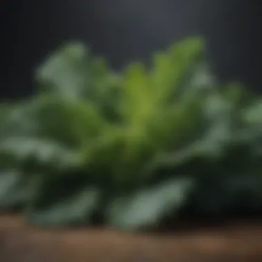 Kale Leaves Bursting with Soluble Fiber Nutrient-Rich Green Kale Leaves