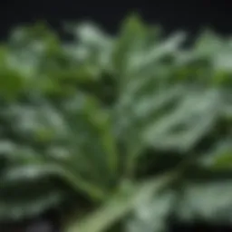 Green leafy vegetables like kale and spinach