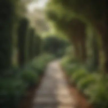 Garden pathway lined with tall privacy plants creating a serene atmosphere