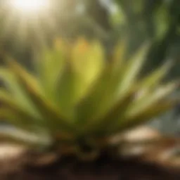 Golden agave plant with lush green leaves under sunlight