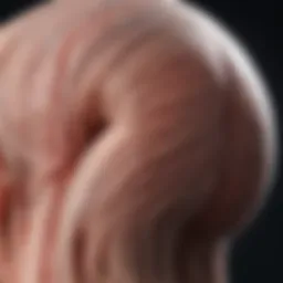 Illustration depicting hair follicle anatomy