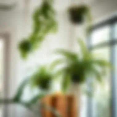 Enhancing Interior Spaces with Hanging Plants Aesthetic impact of hanging plants in interior design