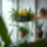 Elegant indoor hanging plant arrangement