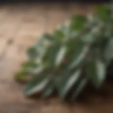 Eucalyptus leaves on wooden background