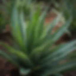 Freshly harvested aloe vera leaves showcasing their vibrant green color and texture