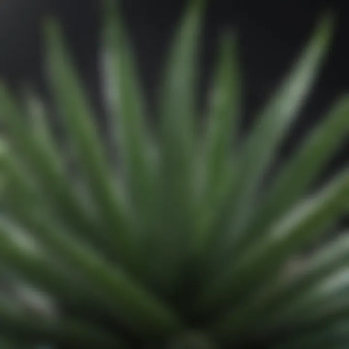 Aloe Vera Plant Leaves