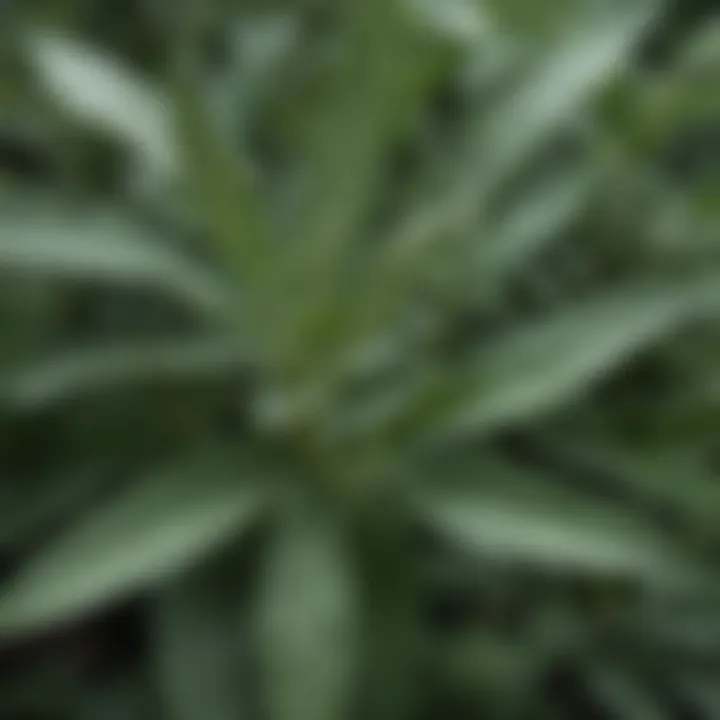 A close-up of sage leaves in lush greenery, highlighting their rich texture and color.