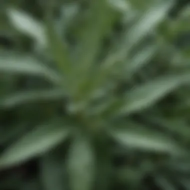 Nature's Green: The Beauty of Sage Leaves A close-up of sage leaves in lush greenery, highlighting their rich texture and color.