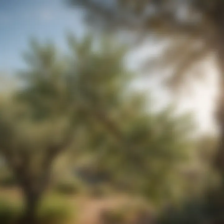 Olive tree with lush green leaves against a clear sky