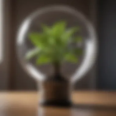 Plant Inside Light Bulb Design