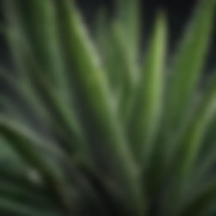 Aloe vera leaf close-up