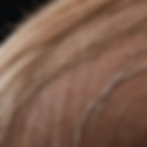Close-up of hair follicles showing regeneration.