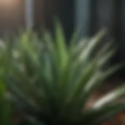 Rejuvenating Aloe Vera Plant