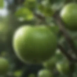 Fresh ripe green apple on a tree branch