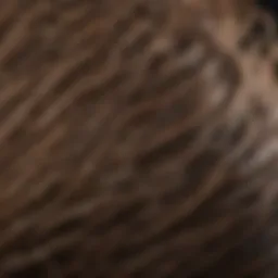 Close-up of dry coarse hair texture under natural light