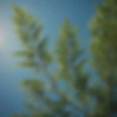 Close-up of tall evergreen plant leaves against a clear blue sky