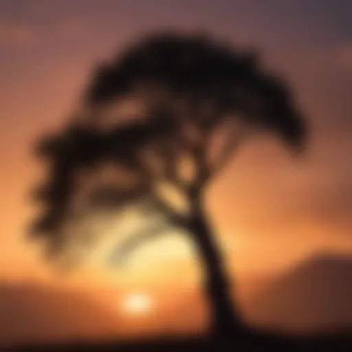 Silhouette of a tree against a vibrant sunset sky