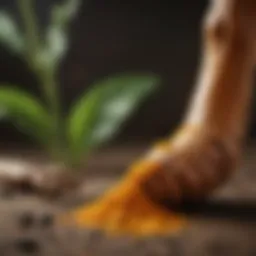 Vibrant Turmeric Root Extract