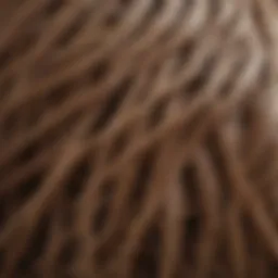 Close-up of dry hair strands