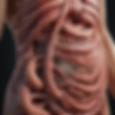 Intricacies of the Digestive System Illustration depicting the intricacies of the digestive system.