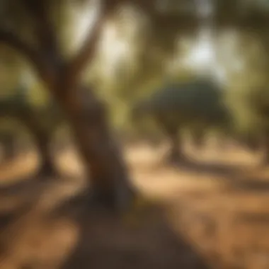 EVOO olive grove under golden sunlight