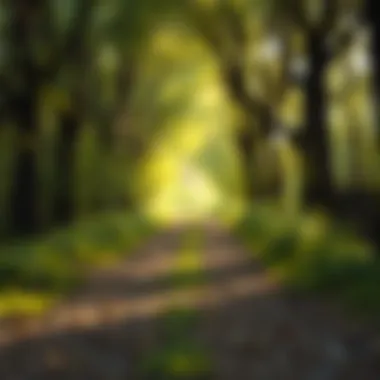 The Tranquility of Walking A serene pathway illustrating the calming effect of walking