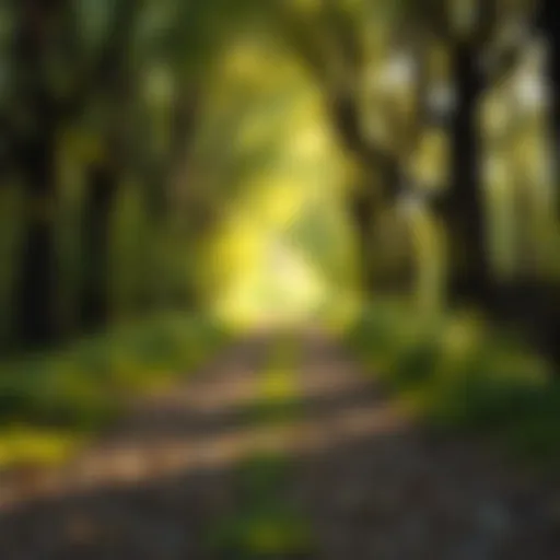 The Tranquility of Walking A serene pathway illustrating the calming effect of walking